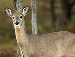 Field trial to study vaccinating deer against bovine tuberculosis begins