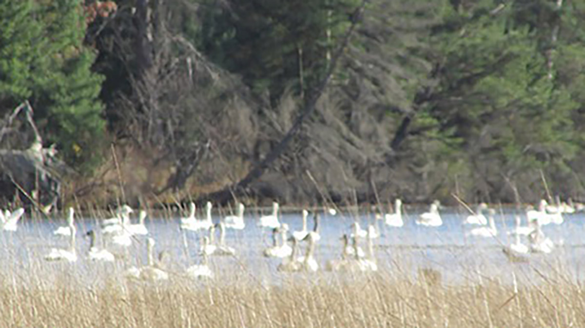 Swans on Alcona Pond