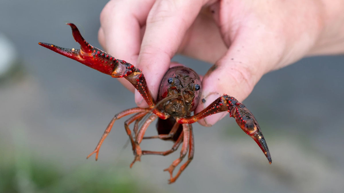 Michigan is trying new approaches to combat against invasive crayfish