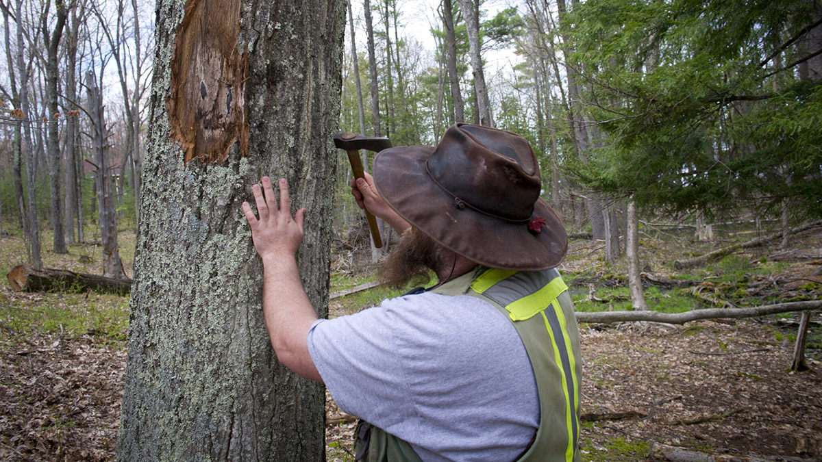 Oaks under threat from invading insects, warming temps and disease