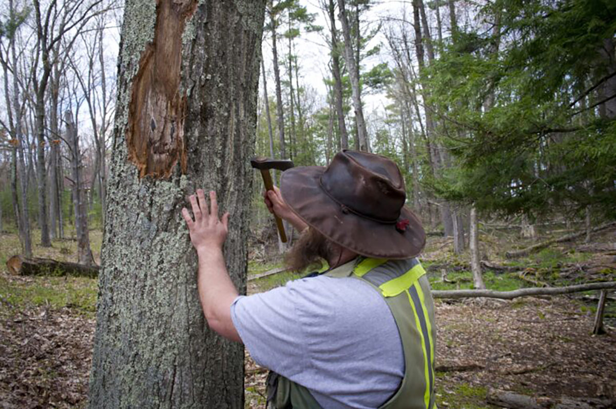 Oaks are under threat by several factors