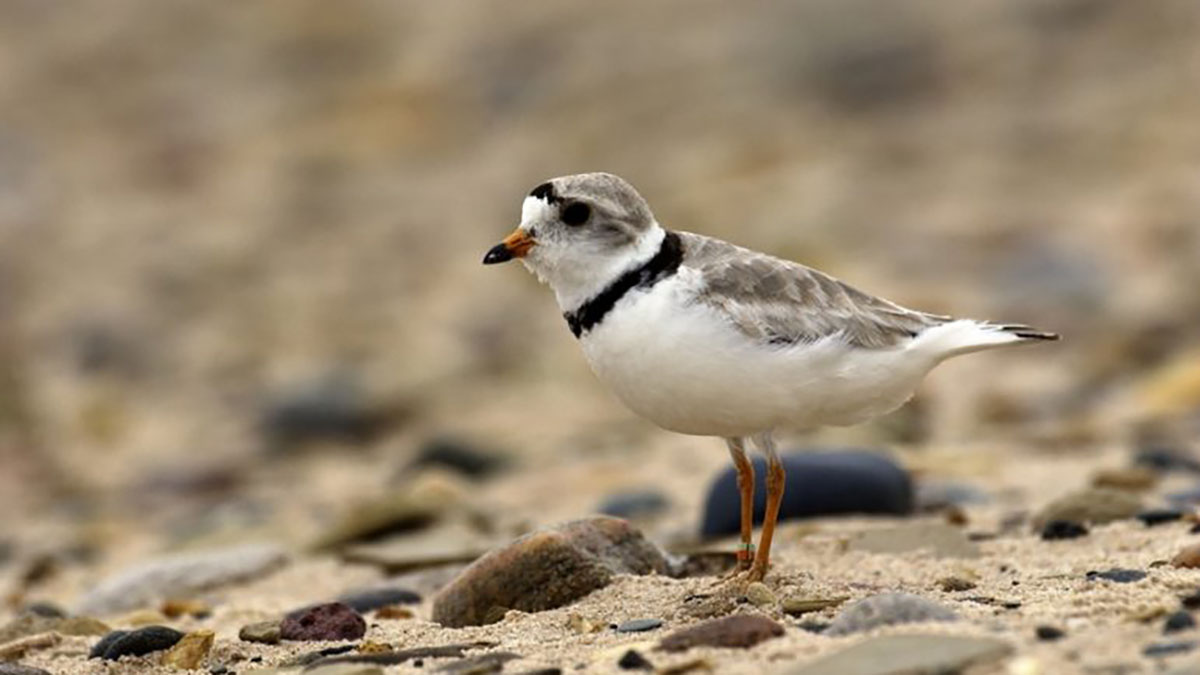 Study: Climate change is making Great Lakes water birds sick