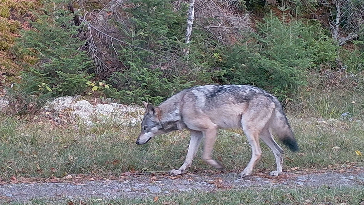 DNR conducts community-based northern Lower Peninsula wolf survey